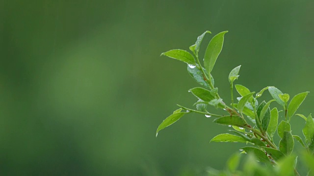 落在热带植物上的雨滴。视频素材画面4