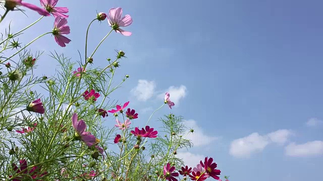 宇宙的花视频素材