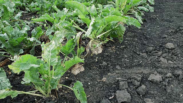 甜菜在田间种植视频素材