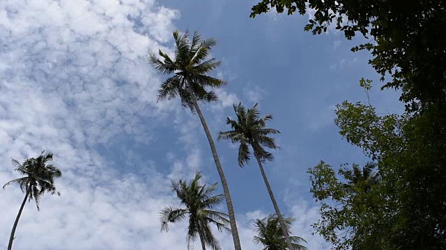 椰子树和蓝天背景视频素材