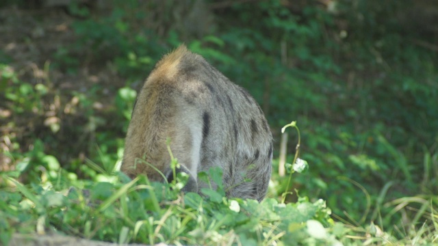 鬣狗在野生视频素材