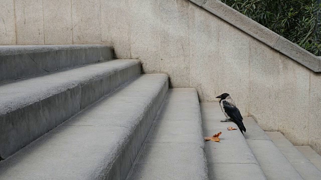 乌鸦视频素材画面2