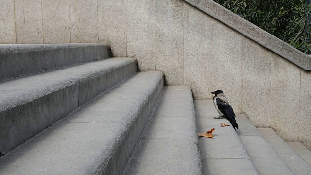 乌鸦视频素材画面3