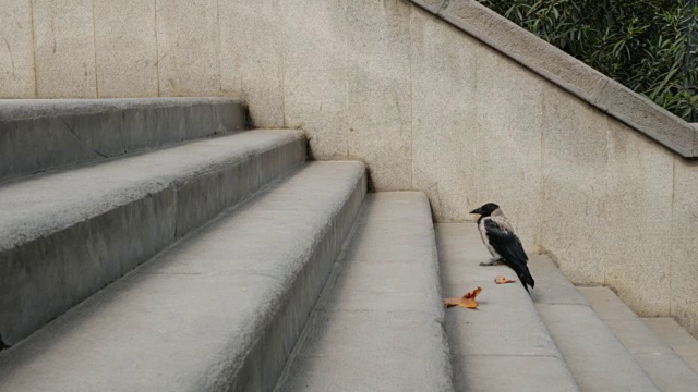 乌鸦视频素材画面4