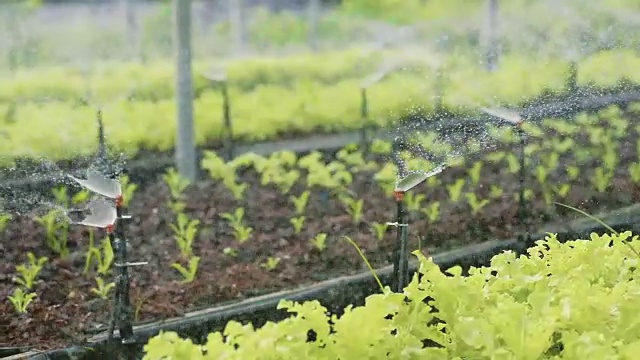 在温室的花盆里生长的幼苗视频素材