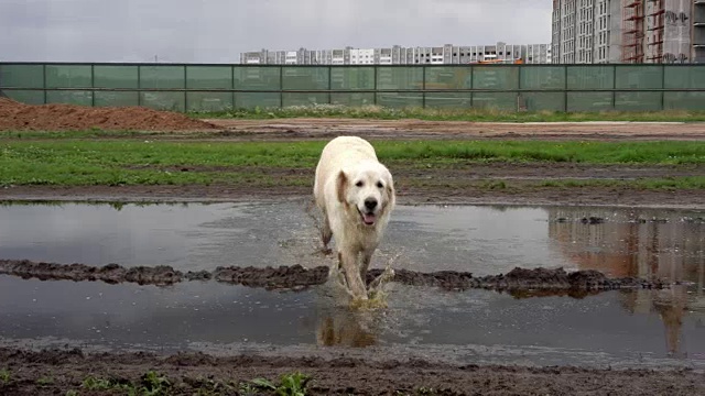 有趣的视频-一只美丽的纯种狗快乐地躺在一个泥泞的水坑里视频素材