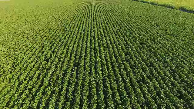 鸟瞰图的向日葵田，鸟瞰图开花的向日葵在天空背景日落，飞过向日葵，飞过一片向日葵田视频素材