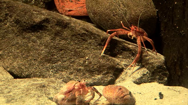 甲壳类动物，小龙虾，虾，磷虾视频素材