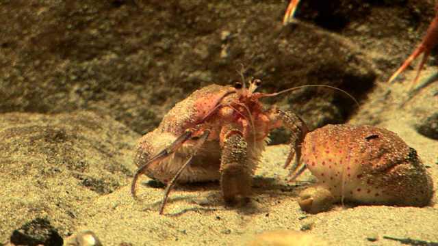 甲壳类动物，小龙虾，虾，磷虾视频素材