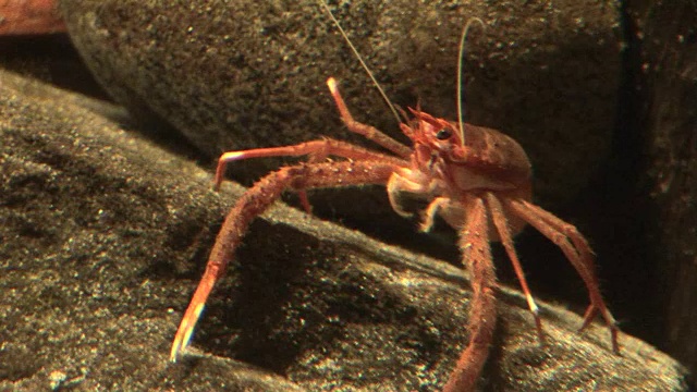 甲壳类动物，小龙虾，虾，磷虾视频素材