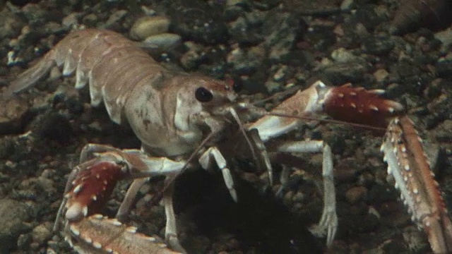 甲壳类动物，小龙虾，虾，磷虾视频素材