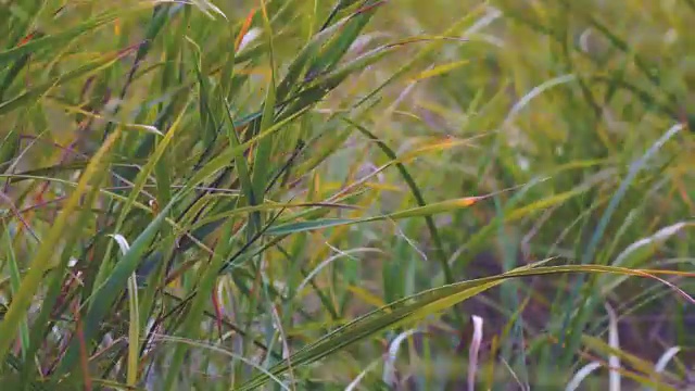 风吹动秋草视频素材