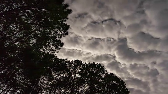 T/L移动多云天空与月光背后的森林，夜空视频素材