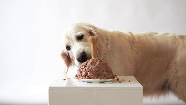 家里的宠物生活。有趣的视频来自狗的生日-美丽的金毛猎犬吃肉蛋糕视频素材