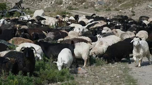 山羊和绵羊凝视着小山视频素材