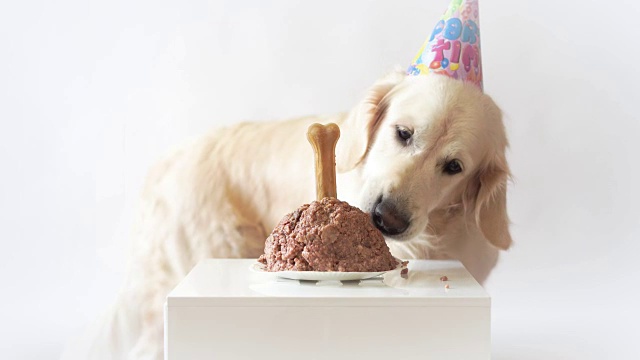 家里的宠物生活。有趣的视频来自狗的生日-美丽的金毛猎犬吃肉蛋糕视频素材