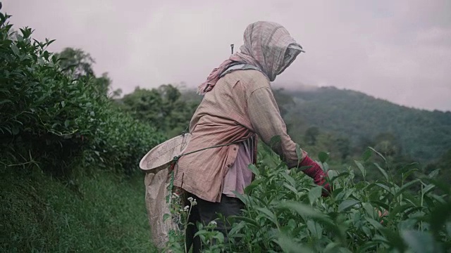 一个妇女在树丛中采摘茶叶视频素材