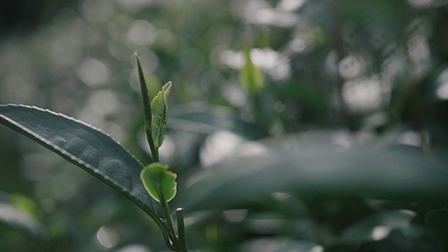 茶叶视频素材