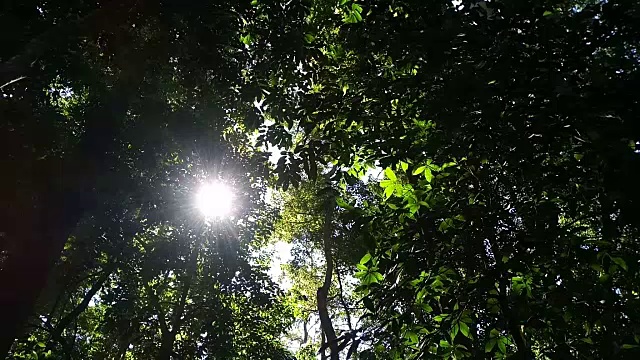 树木在雨林与阳光视频素材