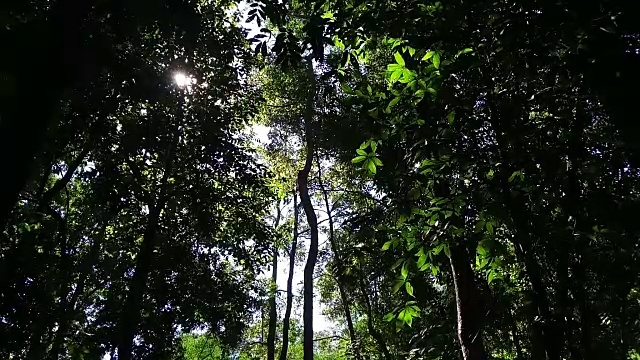 树木在雨林与阳光视频素材