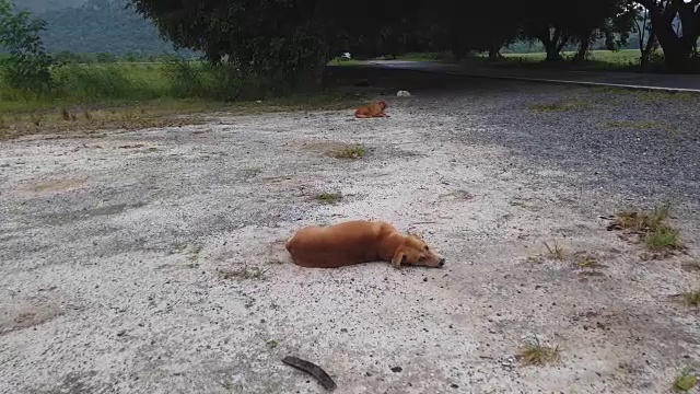 棕色的狗在地上睡觉。视频素材