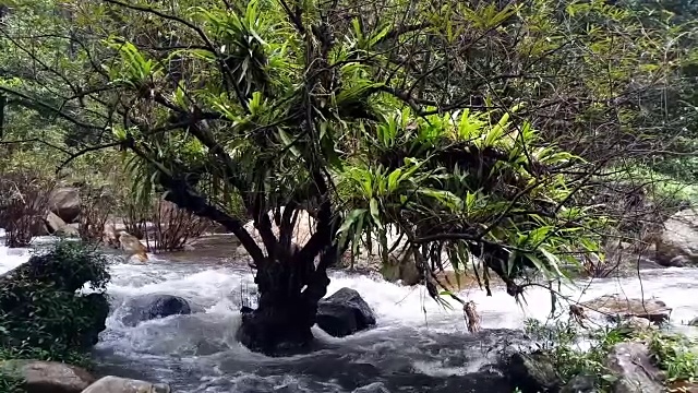 雨林中的流水视频素材