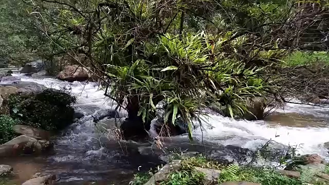 雨林中的流水视频素材