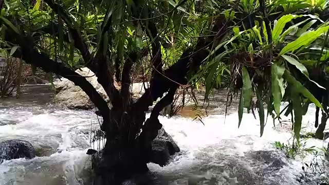 雨林中的流水视频素材