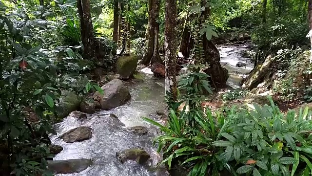 雨林中的流水视频素材