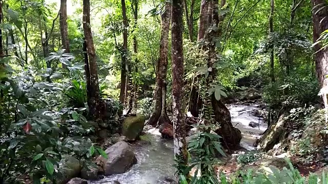 雨林中的流水视频素材