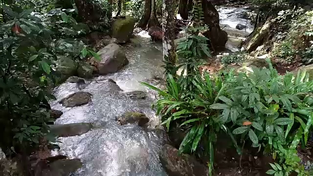 雨林中的流水视频素材