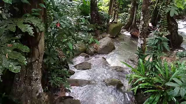 雨林中的流水视频素材