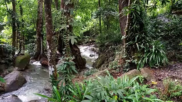 雨林中的流水视频素材