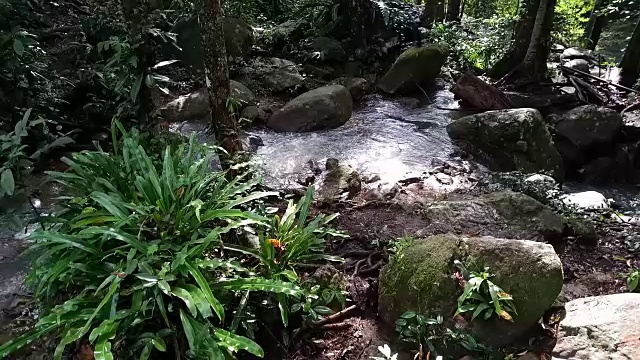 雨林中的流水视频素材