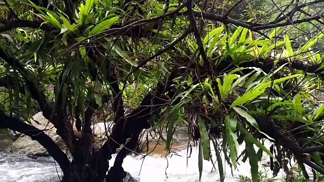 雨林中的流水视频素材