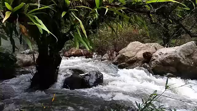 雨林中的流水视频素材