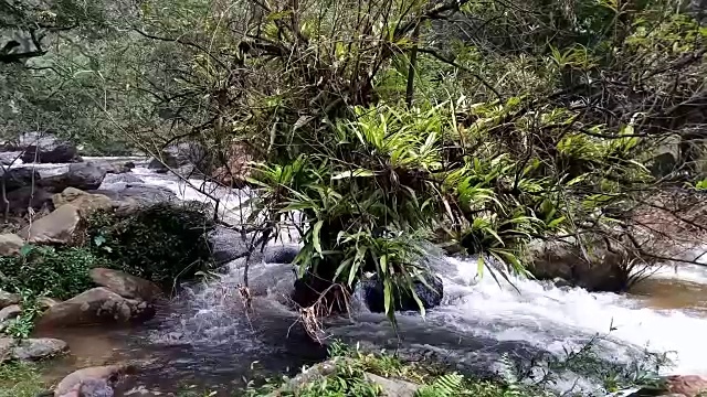 雨林中的流水视频素材