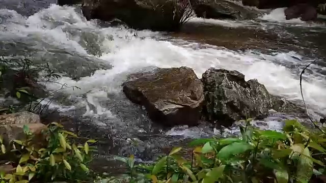 雨林中的流水视频素材