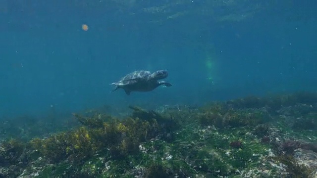 加拉帕戈斯群岛，海龟在海底海草草地上游泳视频素材