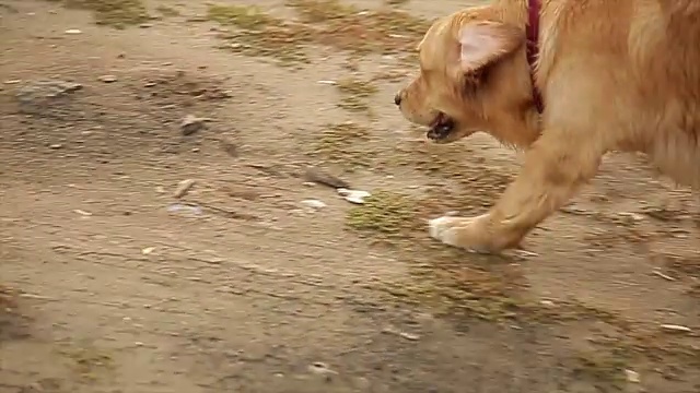 阿红沿着海岸跑视频素材