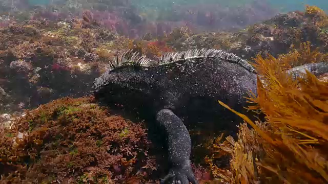 加拉帕戈斯海鬣蜥在海底吃苔藓视频素材