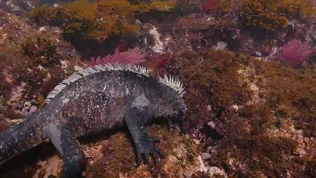 加拉帕戈斯海鬣蜥在海底吃海苔视频素材