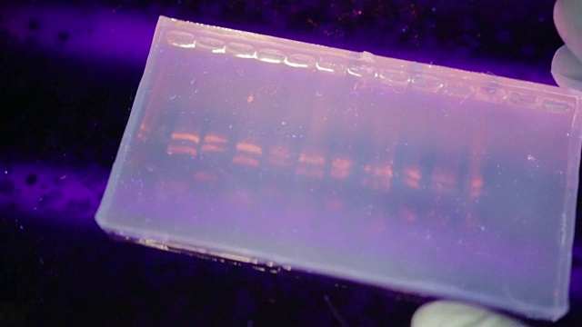 在一所大学的基因实验室里，研究人员在紫外线下检查电泳凝胶的近距离观察视频素材画面1