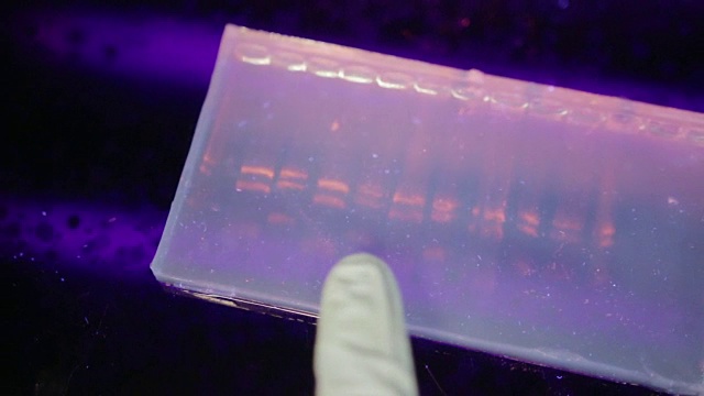在一所大学的基因实验室里，研究人员在紫外线下检查电泳凝胶的近距离观察视频素材画面2