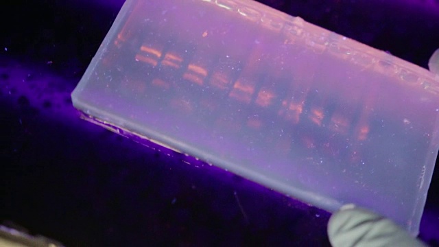 在一所大学的基因实验室里，研究人员在紫外线下检查电泳凝胶的近距离观察视频素材画面3