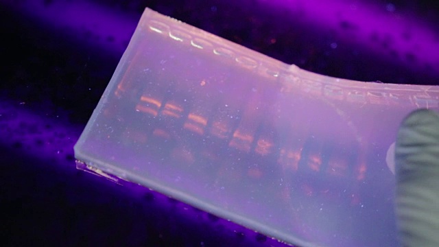 在一所大学的基因实验室里，研究人员在紫外线下检查电泳凝胶的近距离观察视频素材画面4