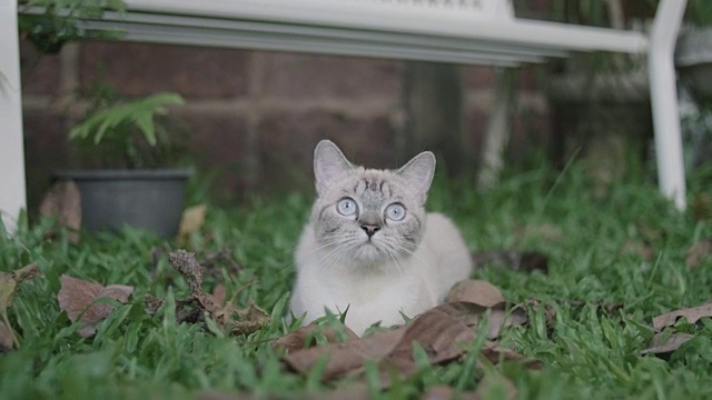 一只可爱的小猫在看照相机。视频素材