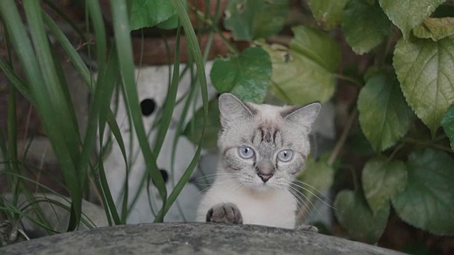 一只可爱的小猫在看照相机。视频素材