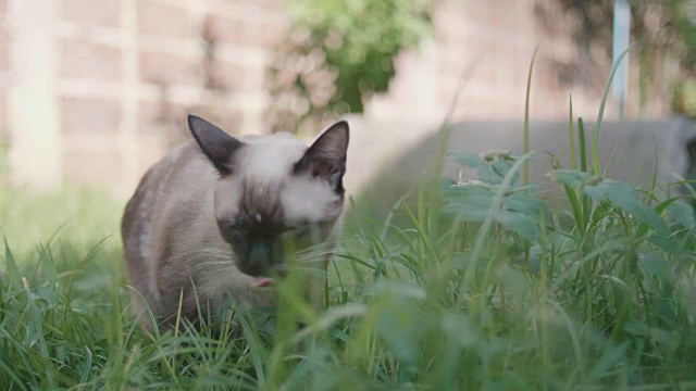 小猫在草地上玩耍视频素材