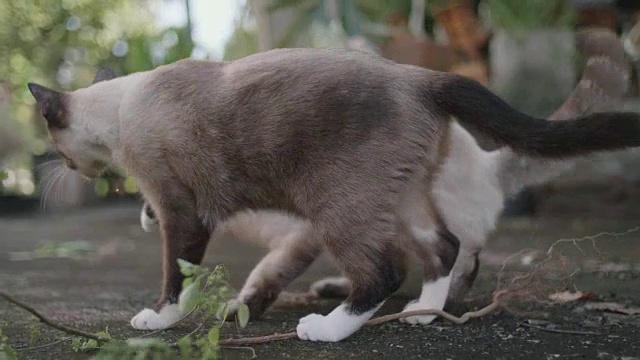 可爱的小猫在地板上玩耍睡觉视频素材